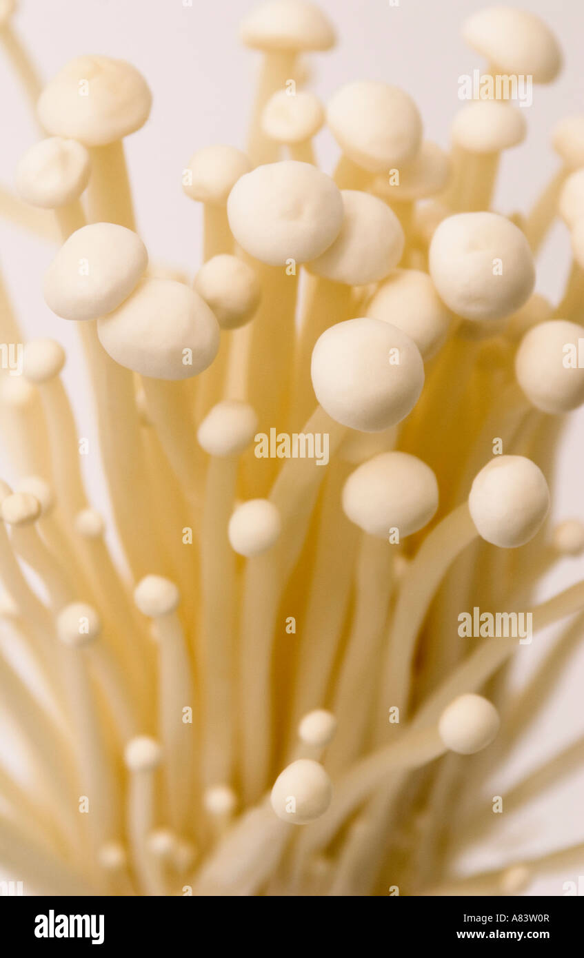 Enoki Pilze auf weißem Hintergrund Stockfoto