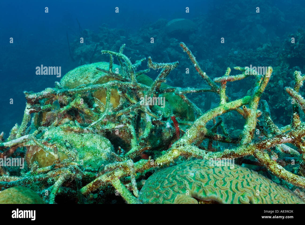 Hirschhorn-Korallen im Vordergrund Reef Middle Caye sterben aufgrund von El Nino-Effekt und Krankheitserregern, Belize. Stockfoto