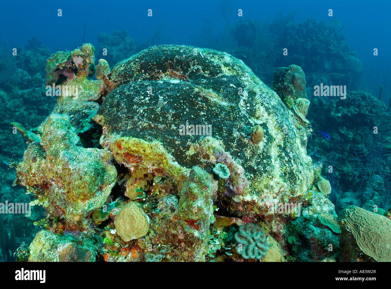 Hartkorallen in Fore Reef Middle Caye sterben aufgrund von El Nino-Effekt und Krankheitserregern, Belize. Stockfoto