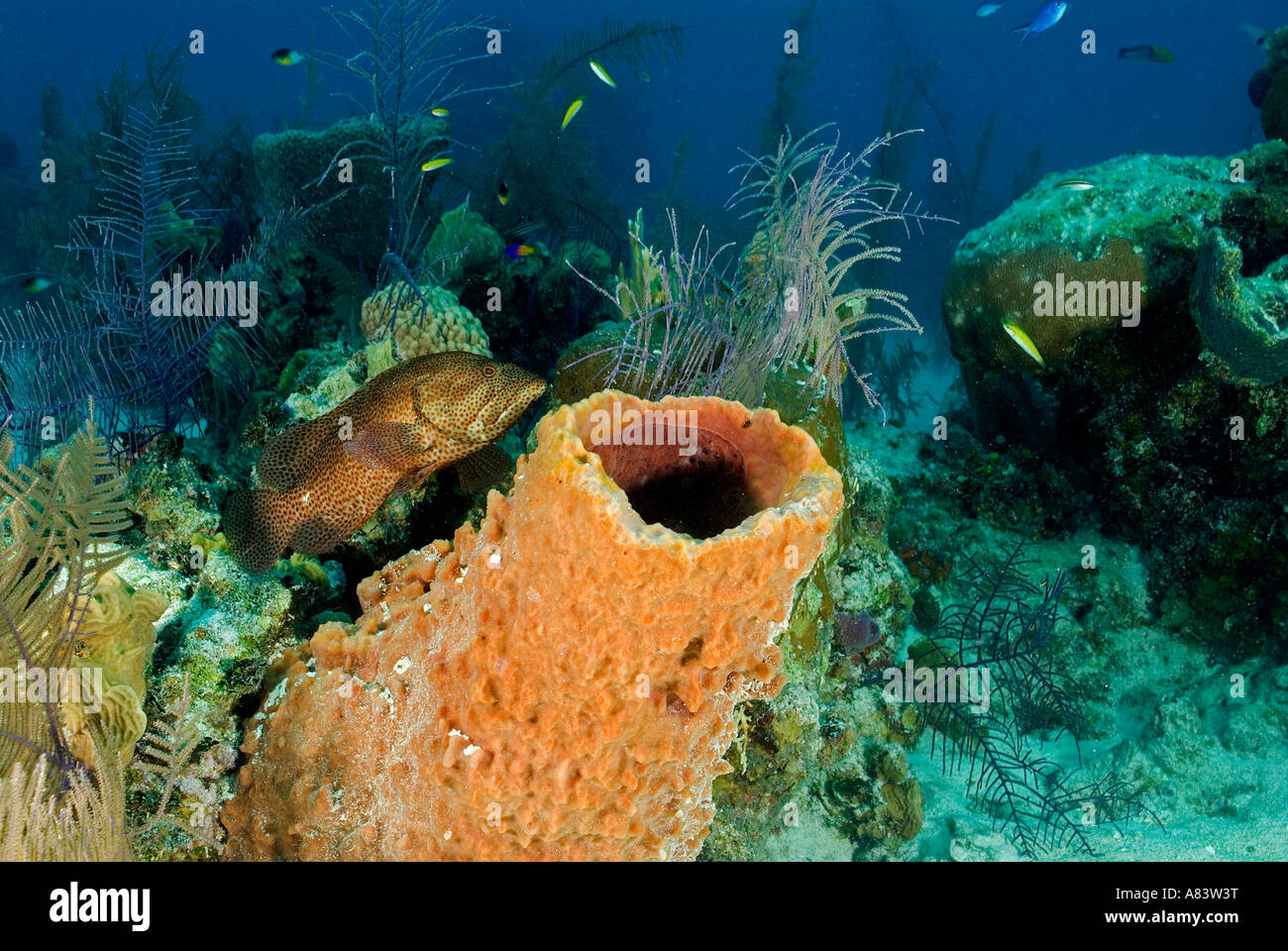 Rote Hirschkuh, Epinephelus Guttatus, Fore Reef Middle Caye, Belize. Stockfoto
