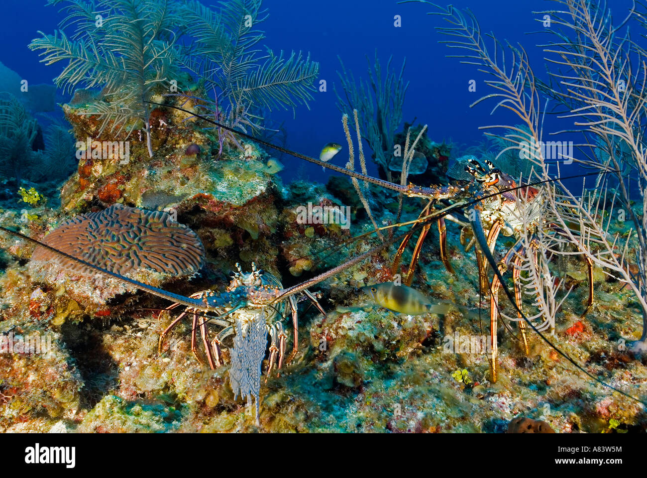 Karibik-Languste, Panulirus Argus, Glover es Reef Belize. Stockfoto