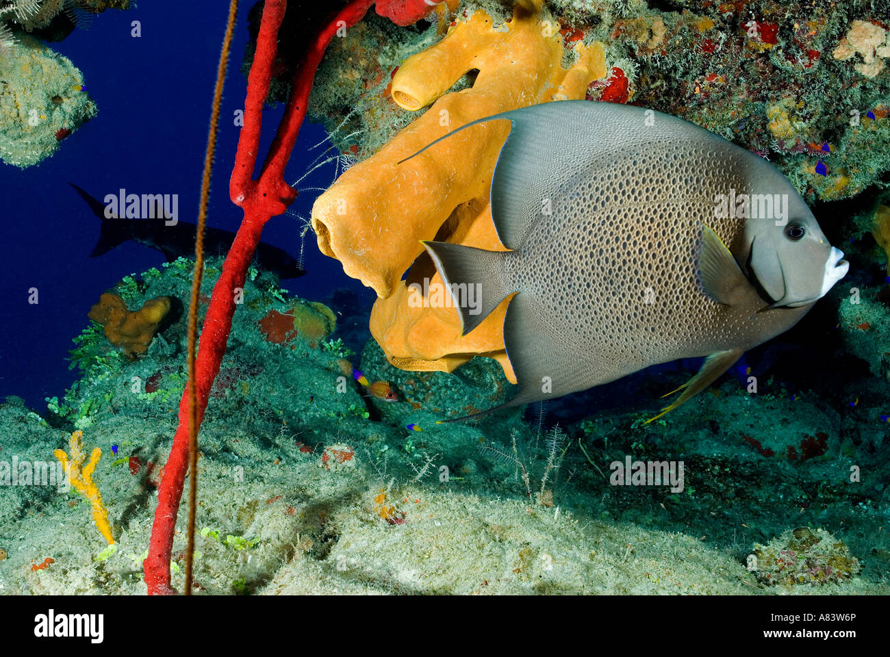 Grauen Kaiserfisch, Pomacanthus Arcuatus Glover es Reef Belize. Stockfoto