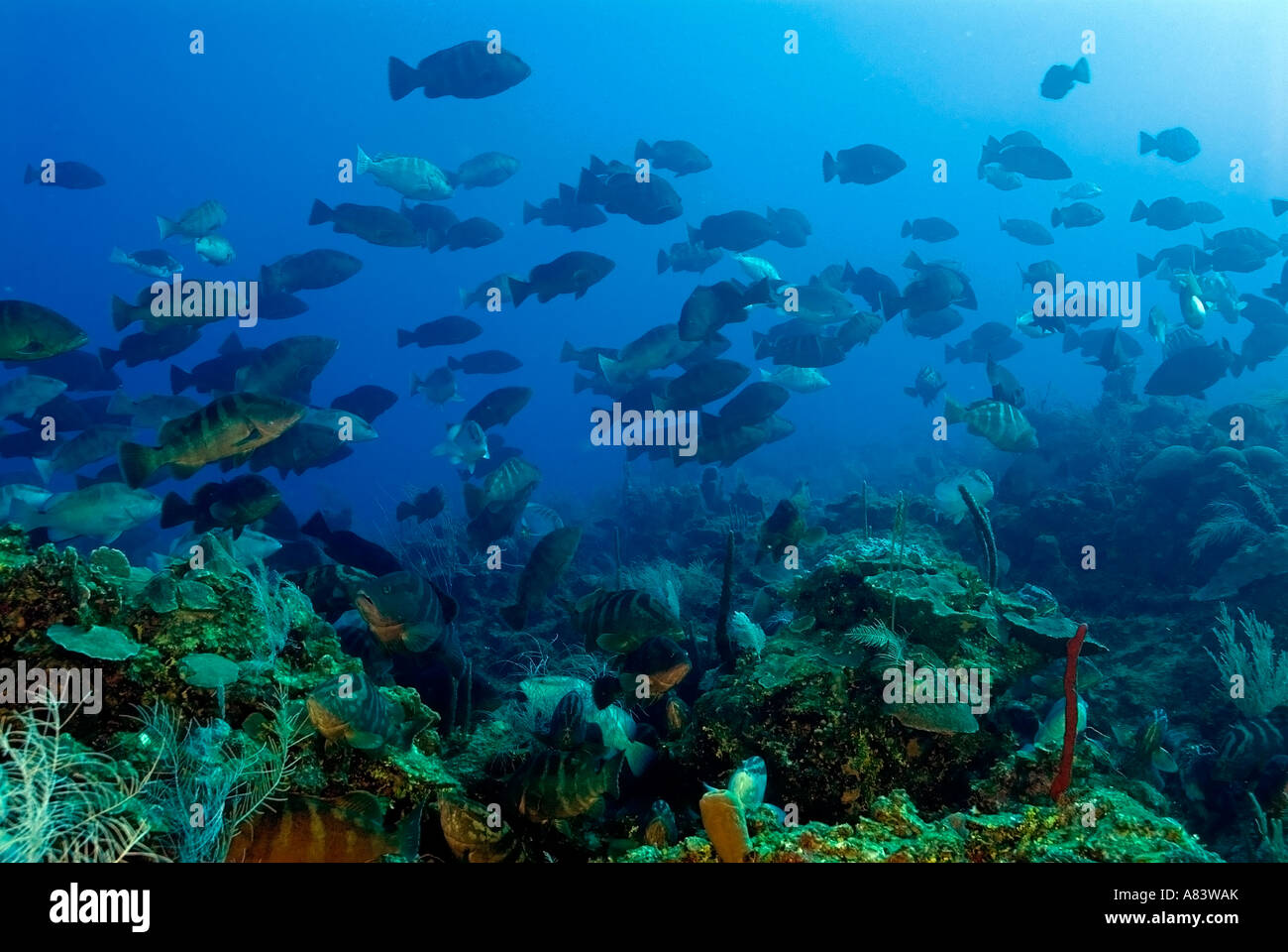 Nassau-Zackenbarsche, Epinephelus Striatus, bei den Laich Aggregation auf Glover es Reef, Belize, im Januar 2007. Stockfoto