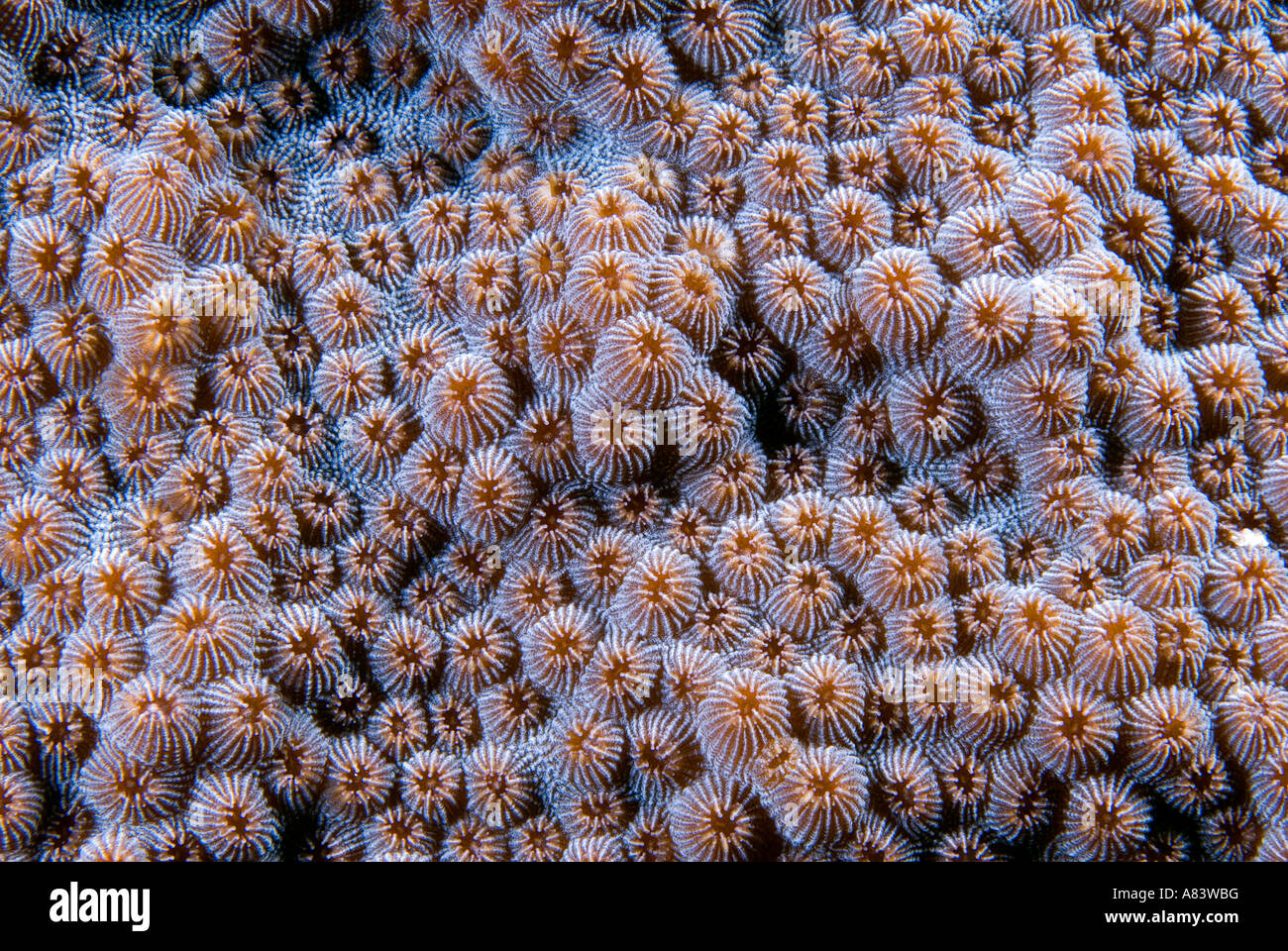 Textur von Steinkorallen, Fore Reef Middle Caye, Belize. Stockfoto