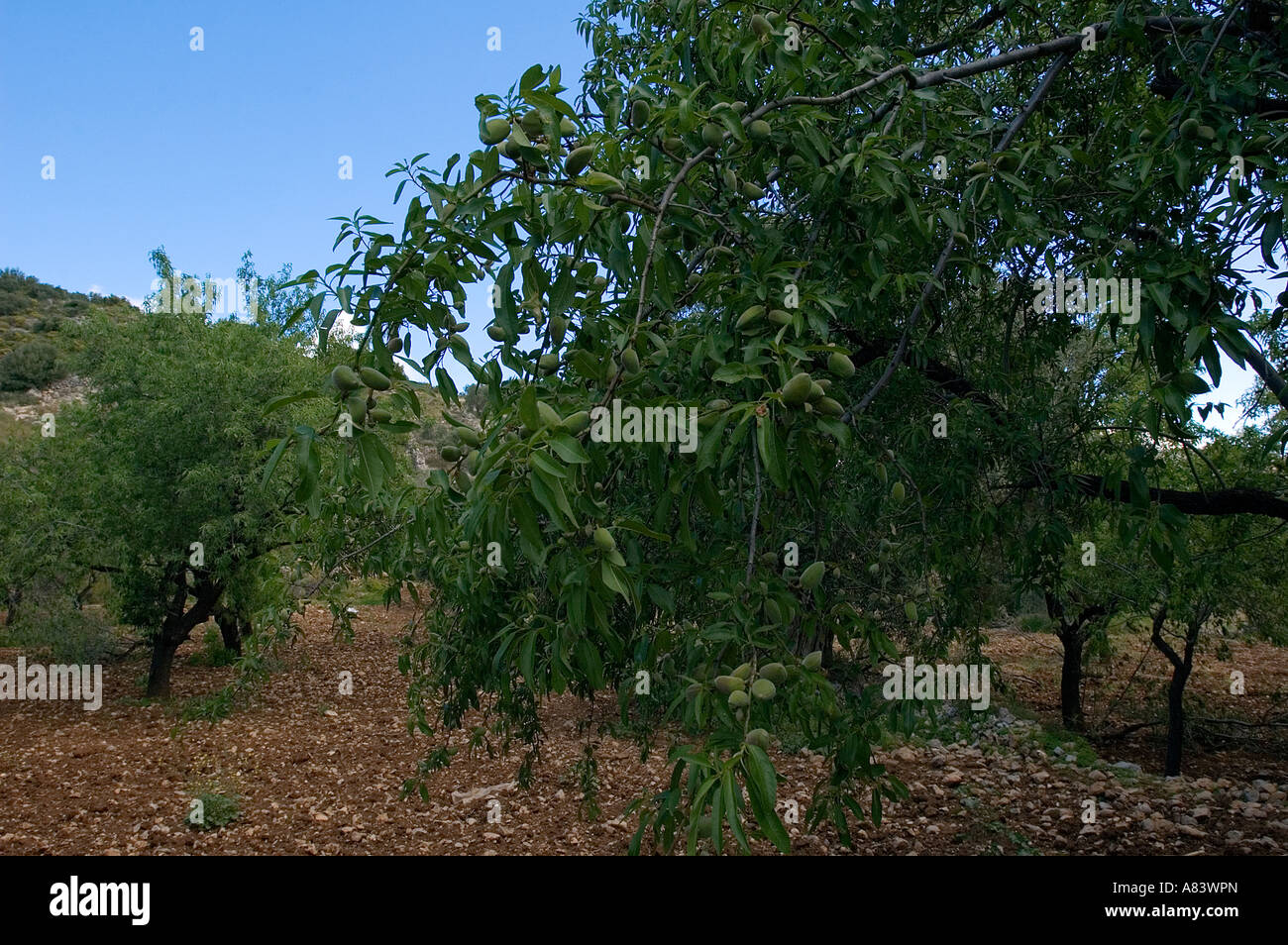 Mandeln sind wichtige landwirtschaftliche Produkt der Halbinsel Datca, Türkei. Stockfoto