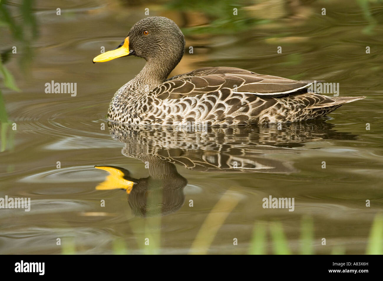 Süd-Georgien Pintail (Anas g. Georgica) Martin bloße Wildfowl und Feuchtgebiete Vertrauen Burscough Lancashire UK Stockfoto