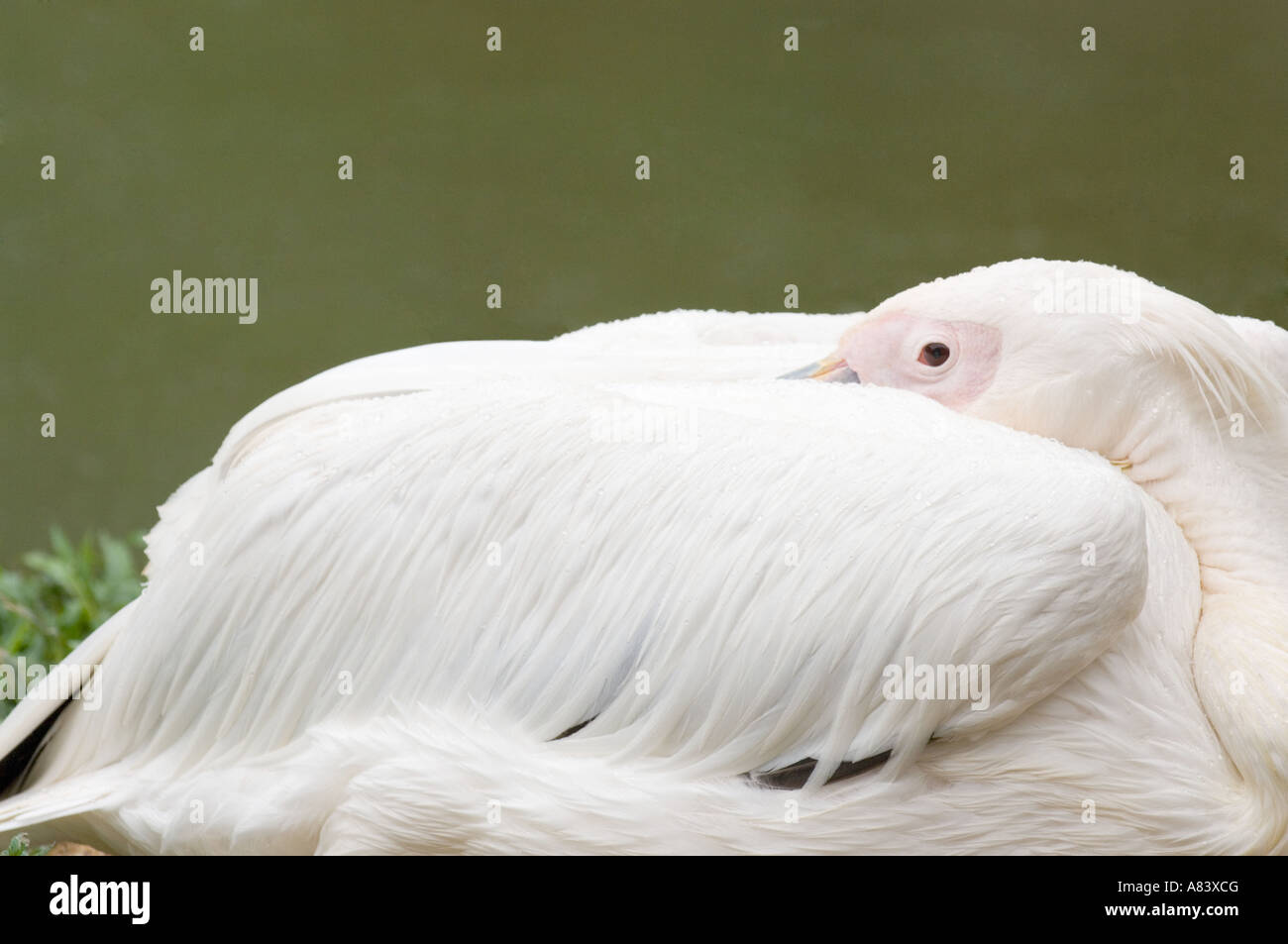 WEIßER Pelikan (Pelecanus Onocrotalus) ruhen im Regen, Gefangenschaft, Jurong BirdPark, Singapur, Februar Stockfoto