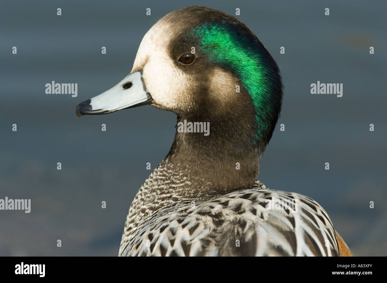 Chiloe Pfeifente (Anas Sibilatrix) männlich, London Wetland Centre WWT UK, verteilt durch Südamerika Stockfoto