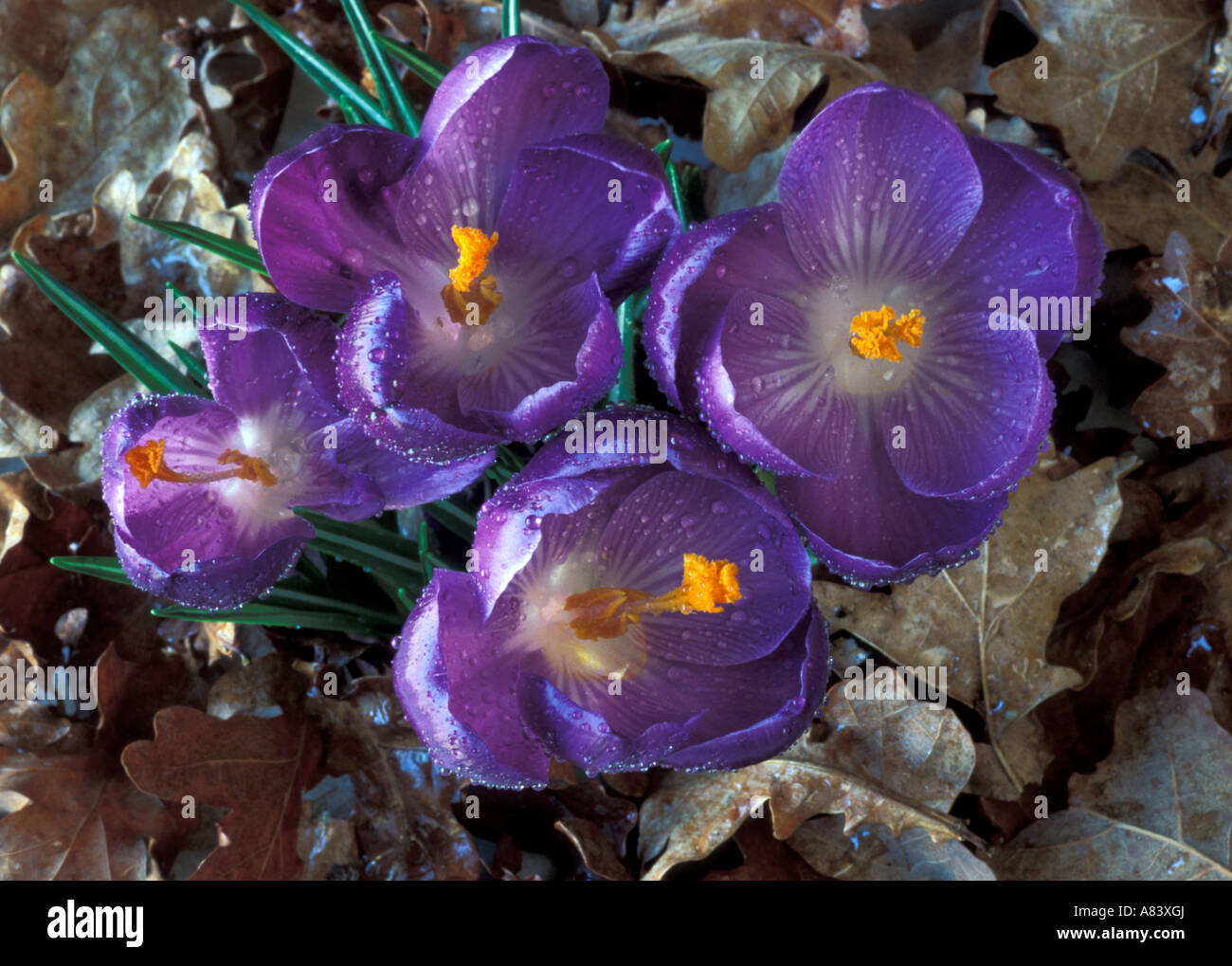 Krokus Blüte Datensatz Stockfoto