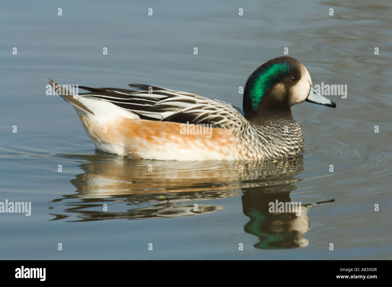 Chiloe Pfeifente (Anas Sibilatrix) männlich, verteilt durch Südamerika Stockfoto