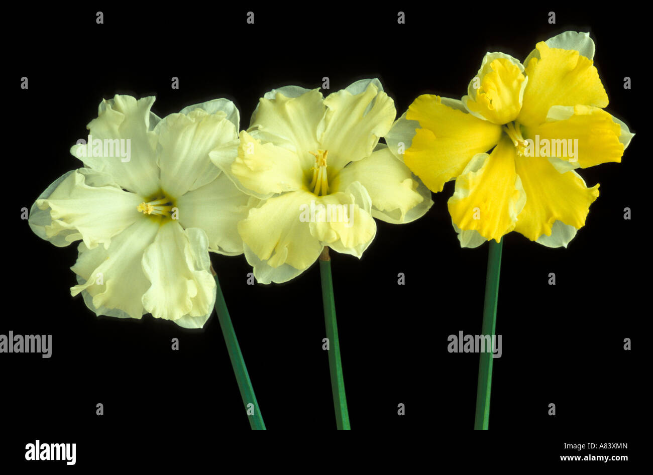 Narcissus Cassata zeigt Änderung der Blütenfarbe wie Blume im Alter, links, rechts älteste jüngste Stockfoto