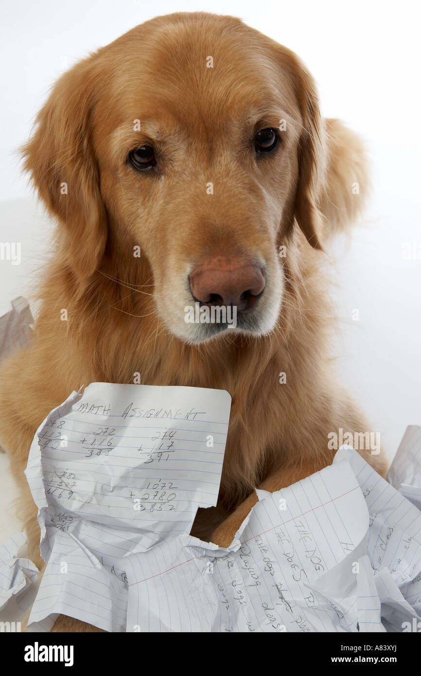 Hund Essen Hausaufgaben Stockfoto