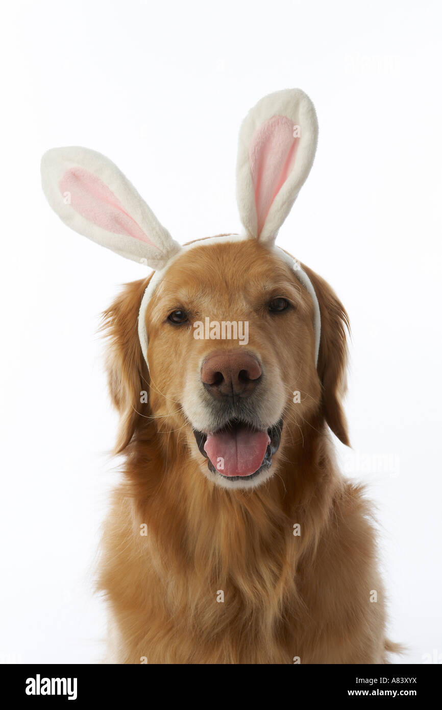 Golden Retriever Hund tragen Hasenohren Stockfoto