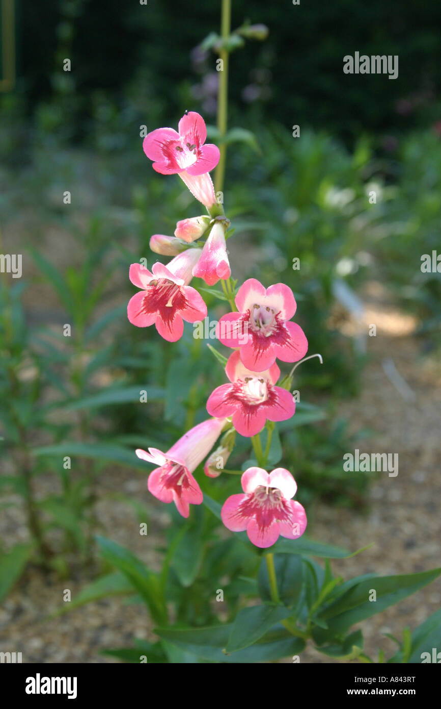Penstemon "Emily" Stockfoto