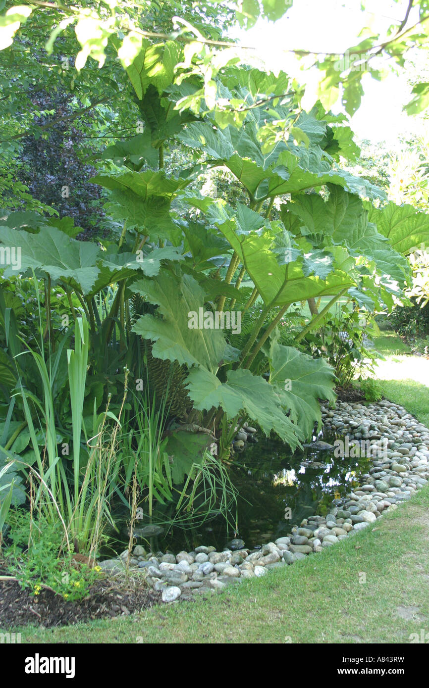 Tropischen Teich Stockfoto