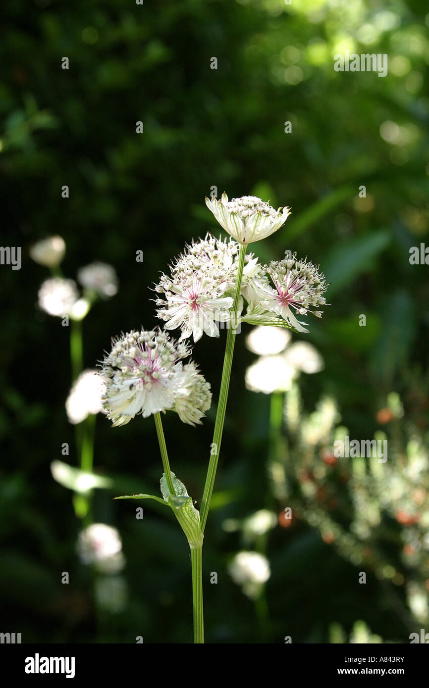 Erica X darleyencis "Jenny Porter" Stockfoto