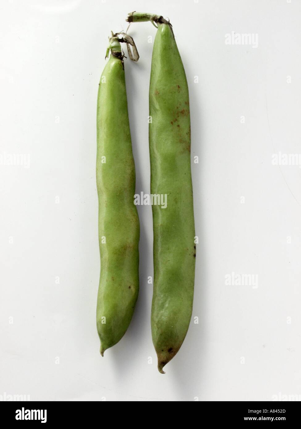 Zwei dicke Bohnen Stockfoto