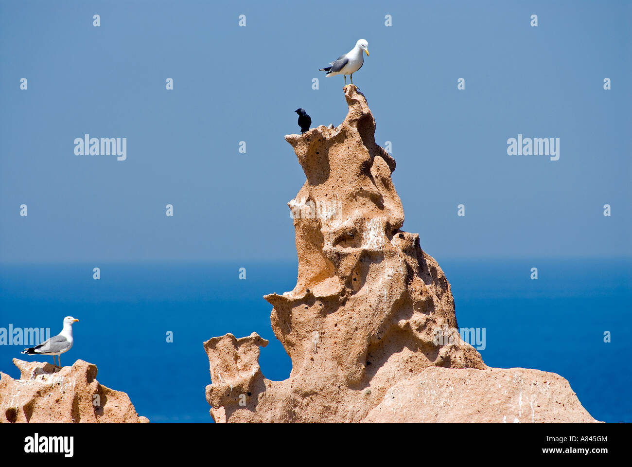 Gelben Beinen Möwen, Larus Michahellis in Sirene Felsen des BAZL Inseln, Izmir Türkei. Stockfoto