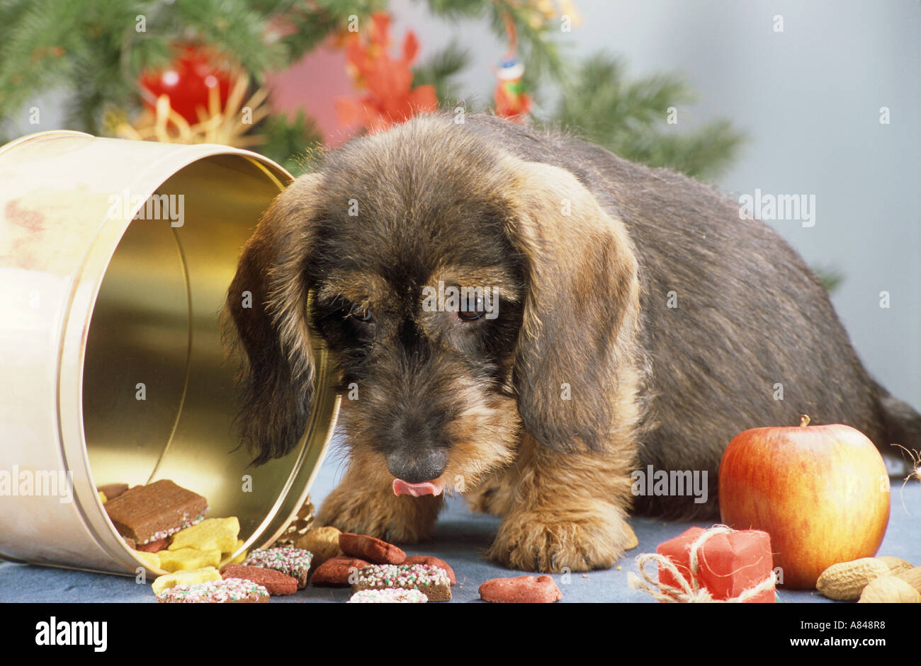 Draht-kurzhaarige Dackel-Welpe mit Weihnachtsgebäck Stockfoto