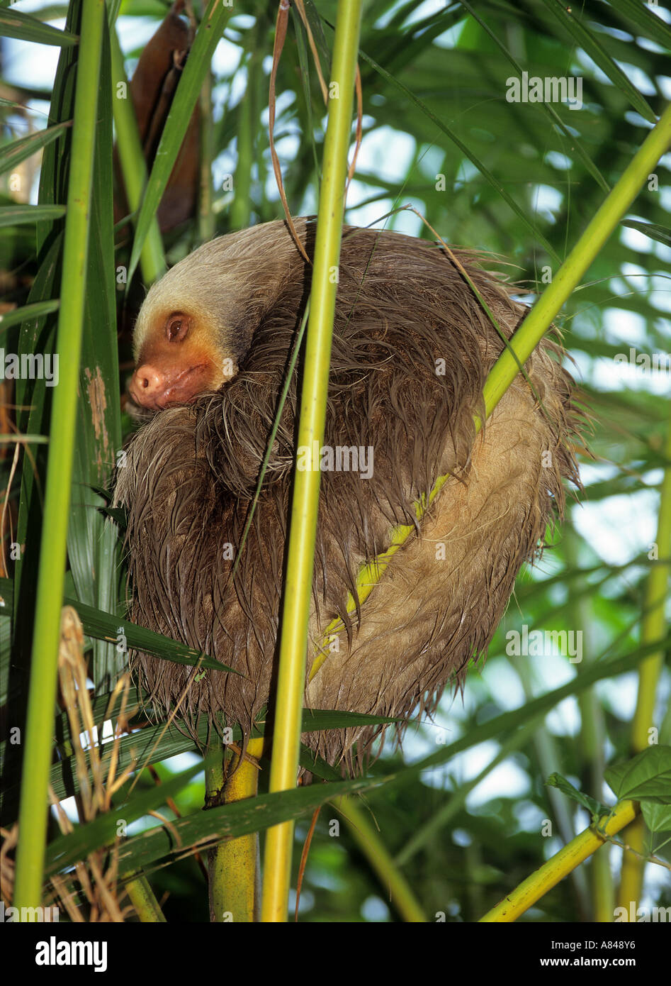 zwei-toed Sloth Choloepus didactylus Stockfoto