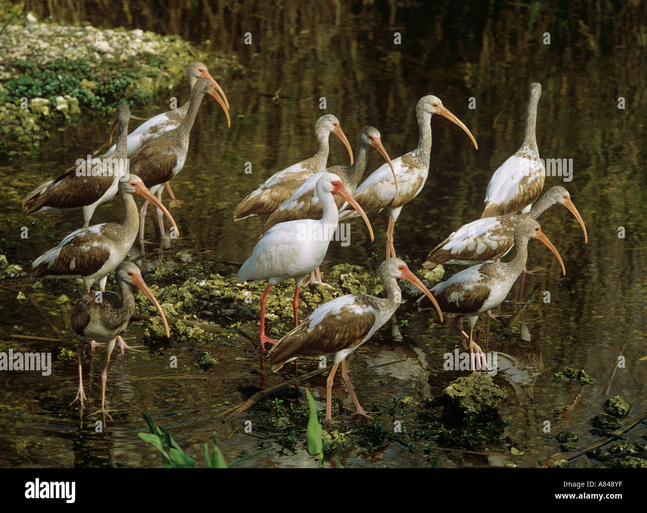 weißer Ibis mit Jungtauben Eudocimus albus Stockfoto