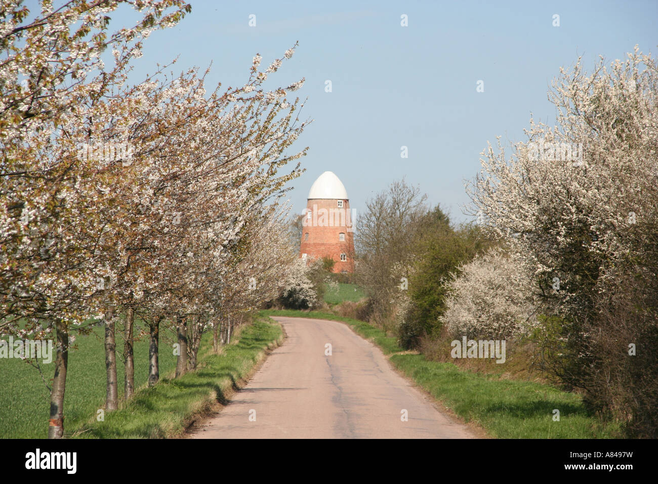 von Bäumen gesäumten Feldweg mit Feder Blossum was zu umgebauten Mühle ins Wohneigentum Essex England uk gb Stockfoto