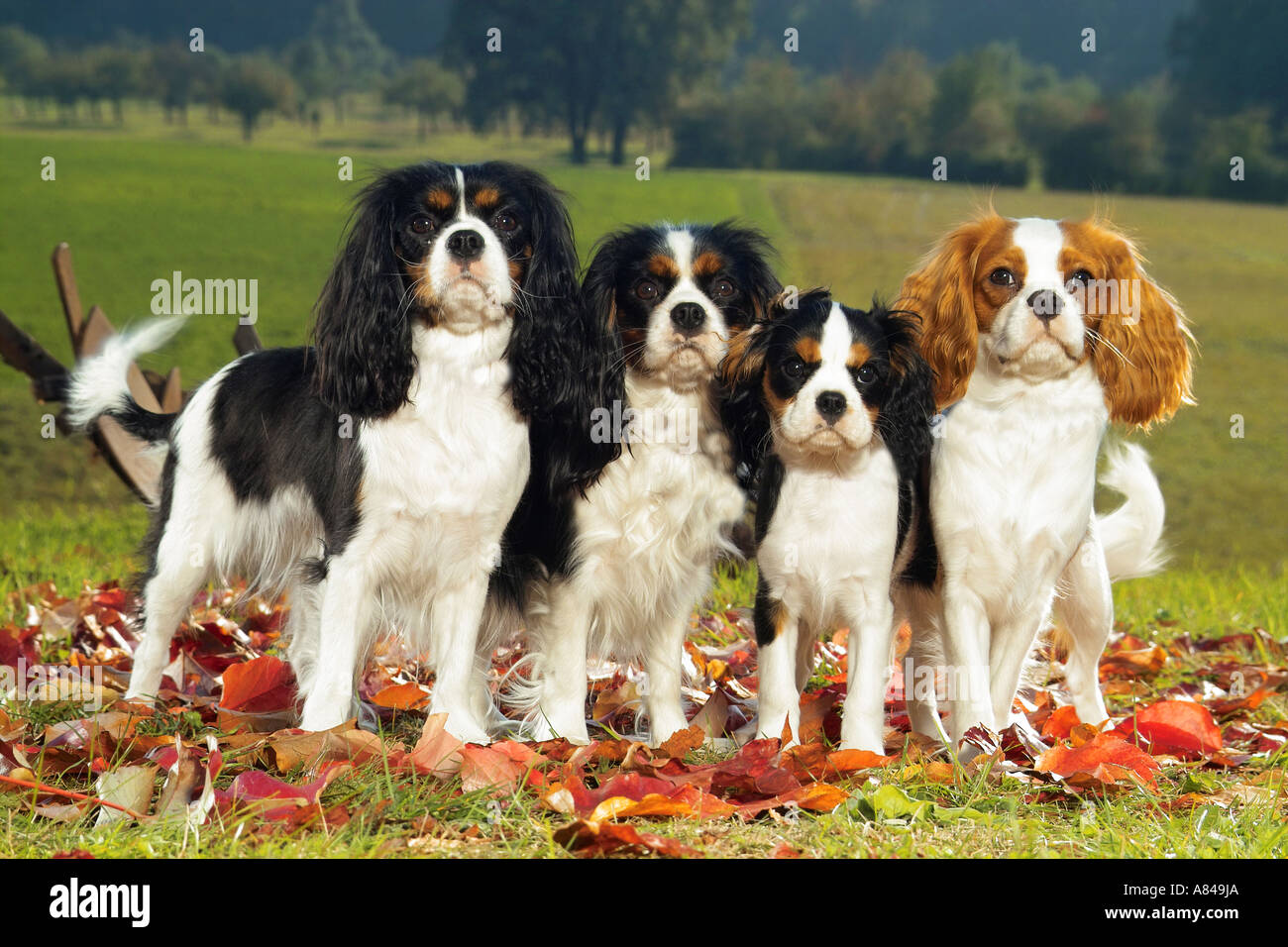 zwei Cavalier King Charles Spaniels mit zwei Welpen auf Wiese stehend Stockfoto