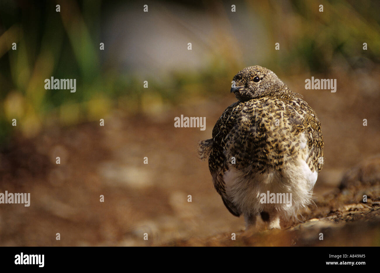 Fichte Grouse Canachites canadensis Stockfoto