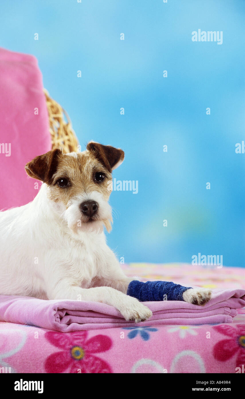 Kack Parson Russell Terrier mit bandagierten Pfote Die 469 besten Bilder von Jack russell terrier in 2020