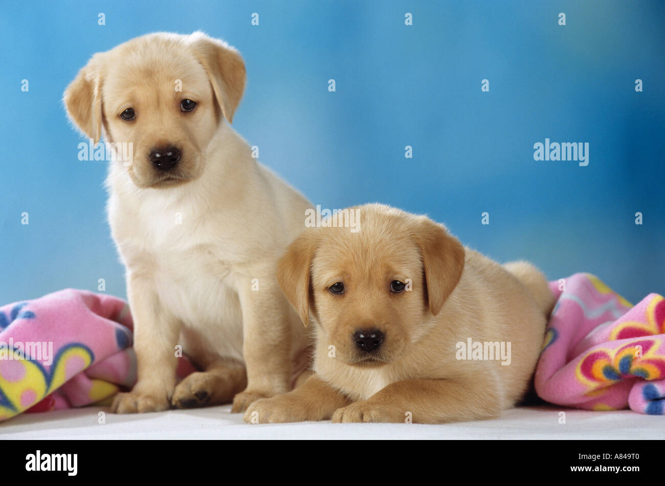 zwei Labrador Retriever Welpen vor Decke Stockfoto