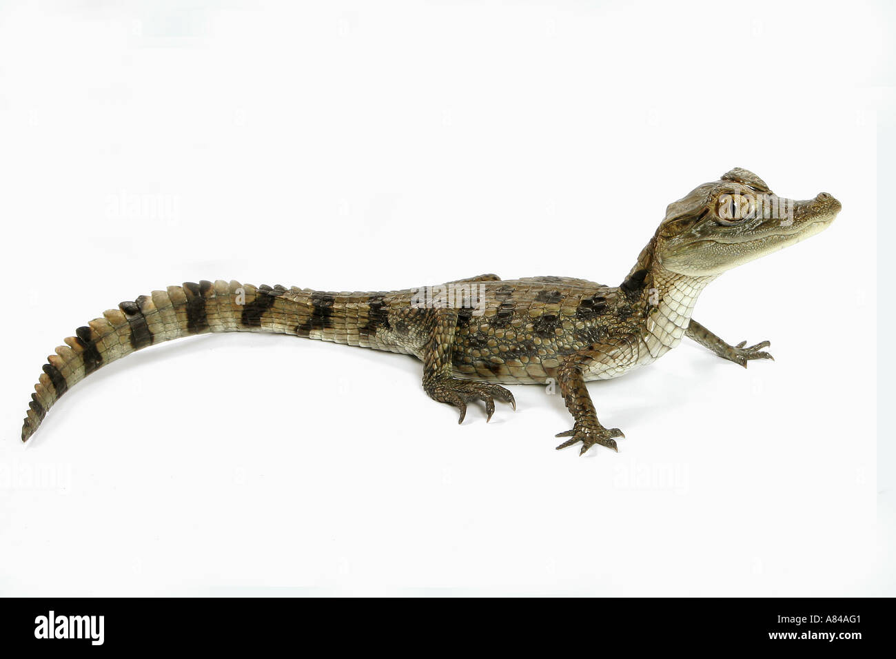 Brillenkaiman (Caiman crocodilus). Junges, Studiobild vor weißem Hintergrund Stockfoto