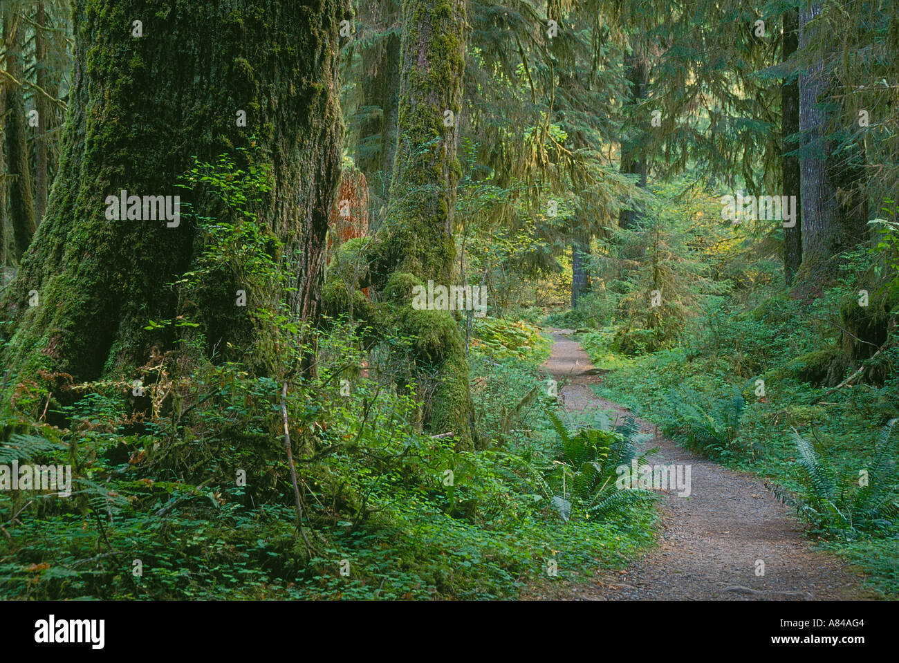 Hoh River Trail durch uralten gemäßigten Regenwald Olympic Nationalpark Washington Stockfoto