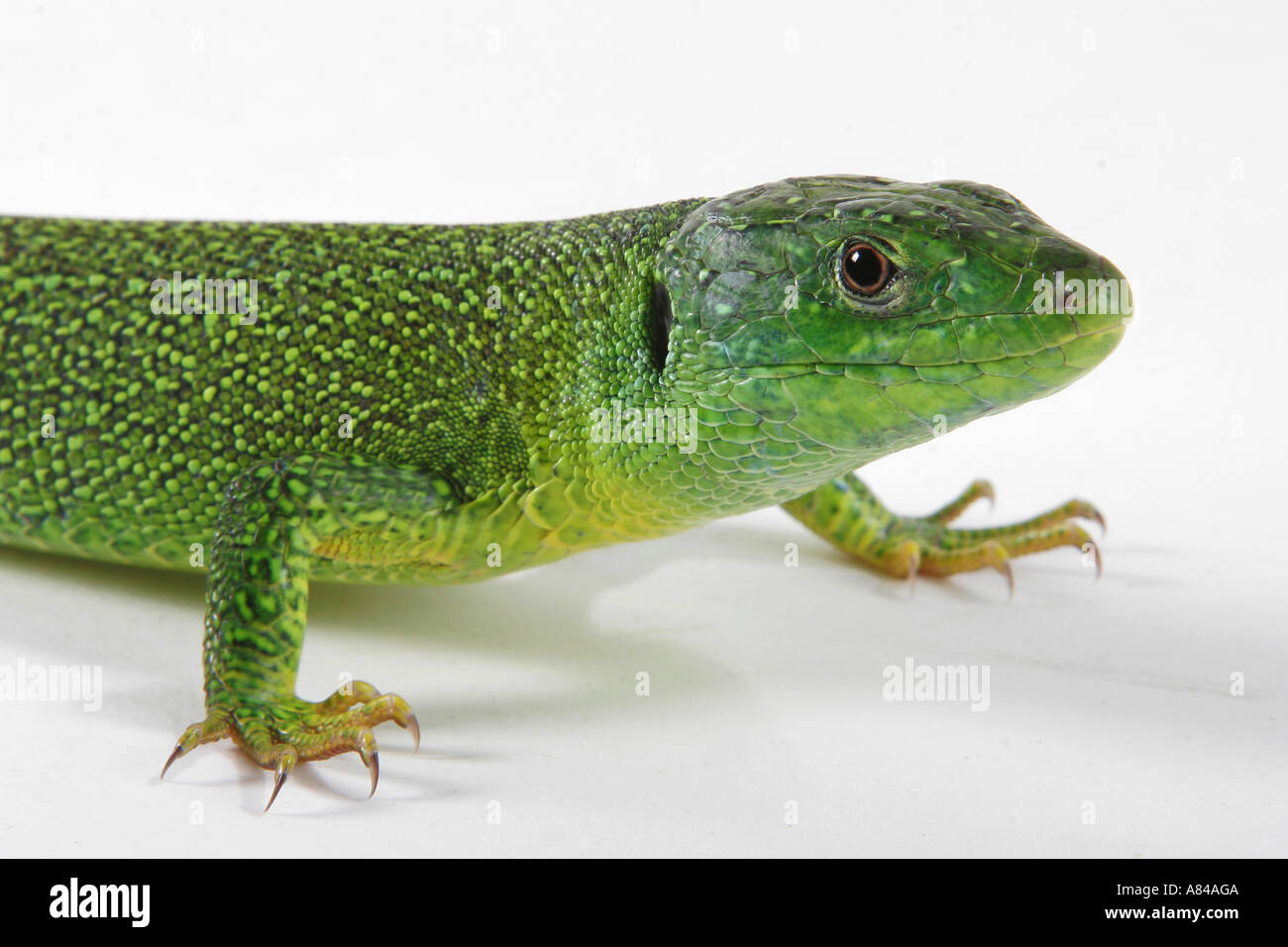 European Green Lizard (Lacerta viridis). Studio-Bild vor weißem Hintergrund Stockfoto