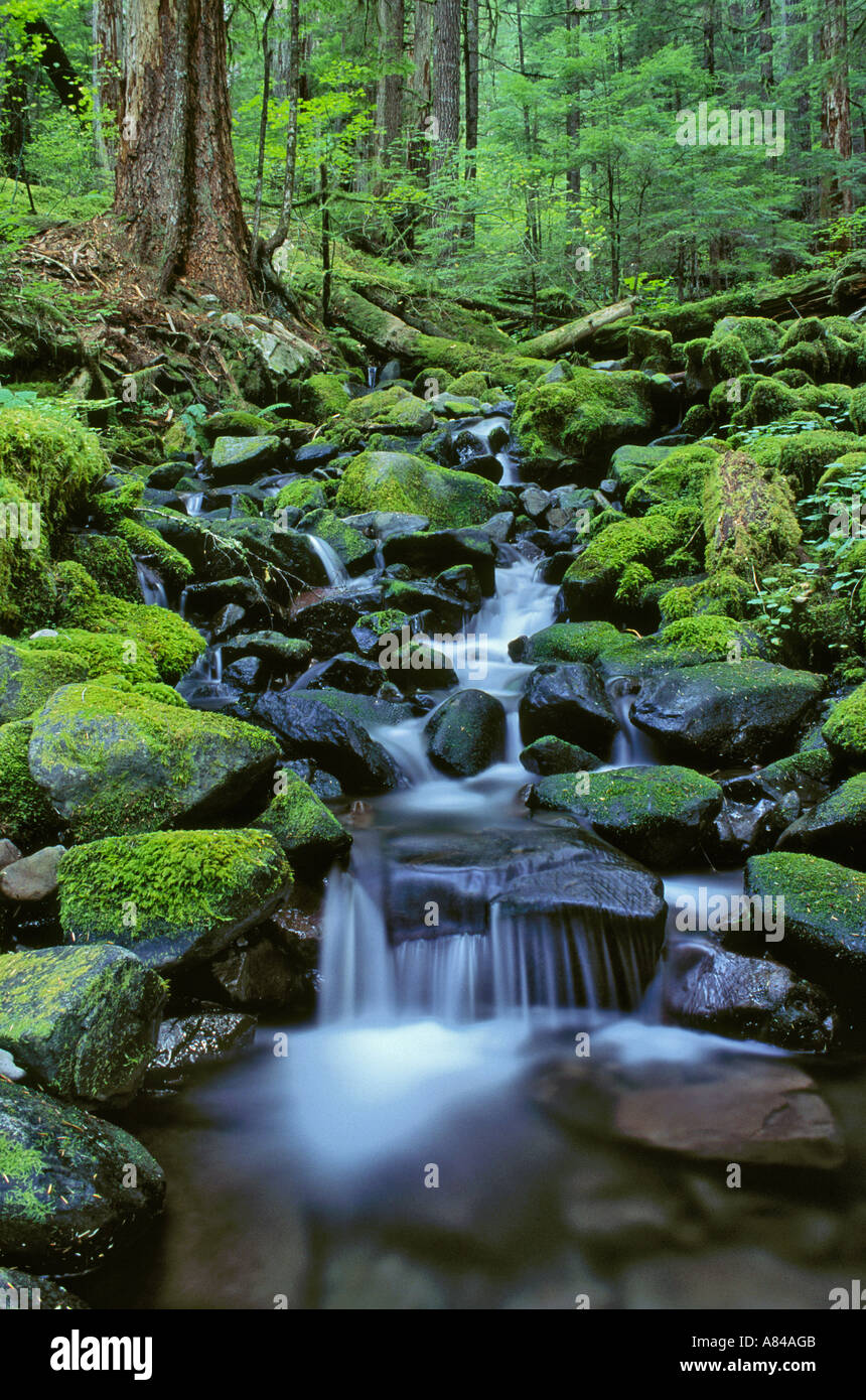 Kaskadierender Bach entlang des Sol Duc Falls Trail Olympic National Park Washington. ARCHIVBILD. DIESE SZENE EXISTIERT NICHT MEHR; DAS CREEK-BETT WURDE AUSGEWASCHEN. Stockfoto