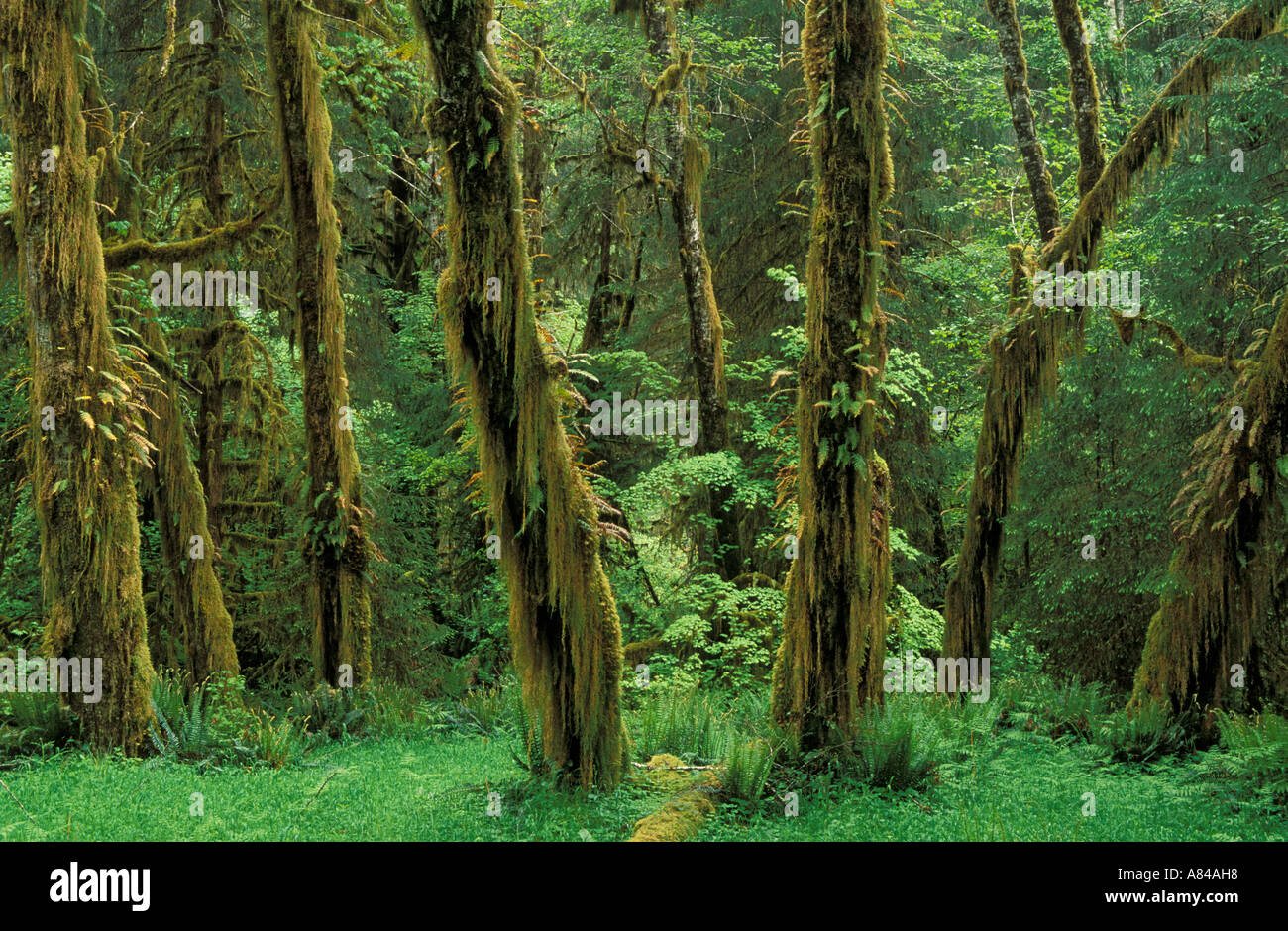 Moos und Farnen bedeckt Erlen entlang Fichte Trail Hoh Regenwald Olympic Nationalpark Washington Stockfoto