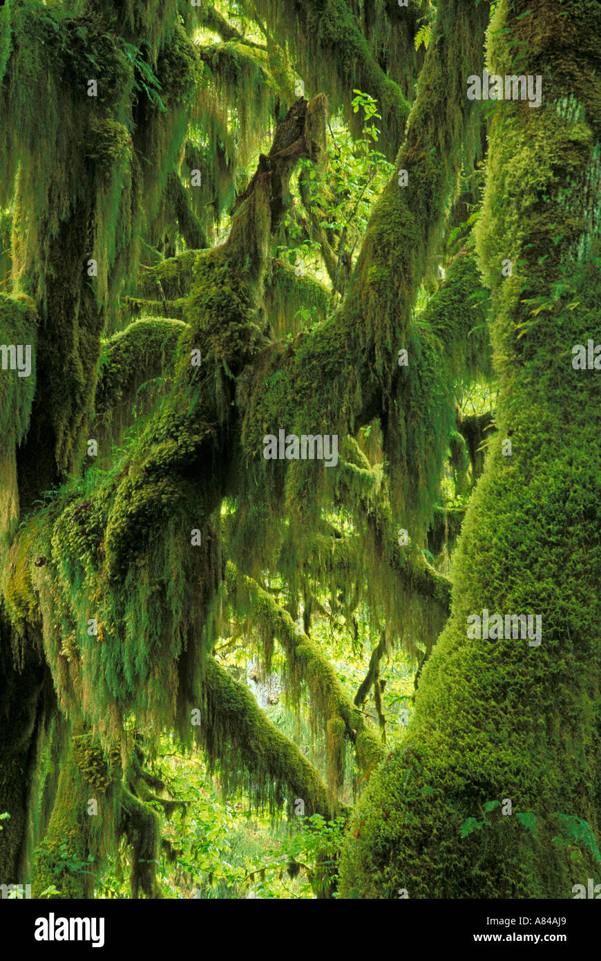 Moos bedeckt Big Leaf Maple Bäume Hall der Moose Trail Hoh Regenwald Olympic Nationalpark Washington Stockfoto