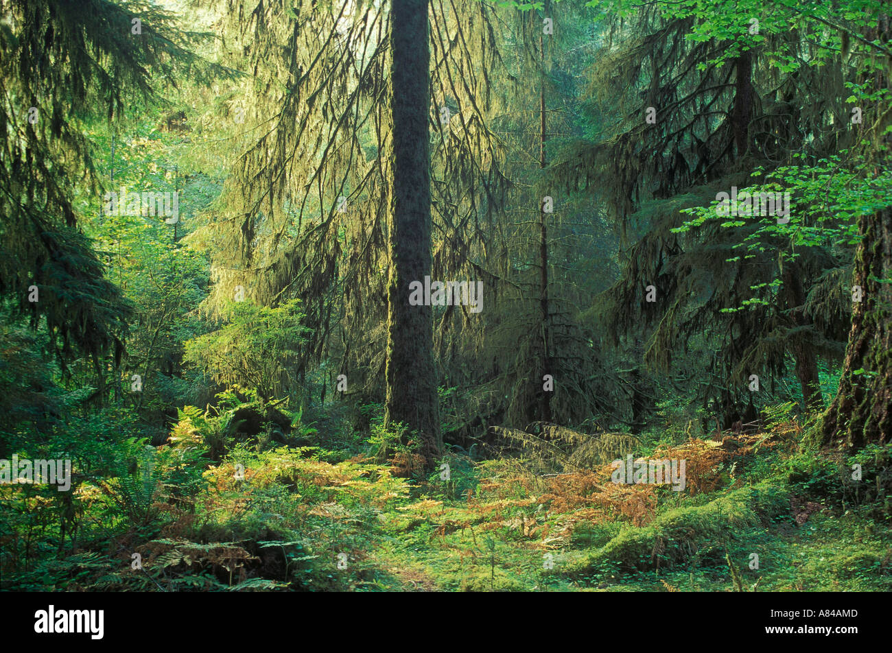 Gemäßigter Regenwald auf Hall der Moose Trail Hoh Regenwald Olympic Nationalpark Washington Stockfoto