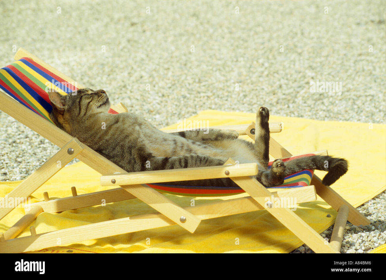 Cat beach chair -Fotos und -Bildmaterial in hoher Auflösung – Alamy