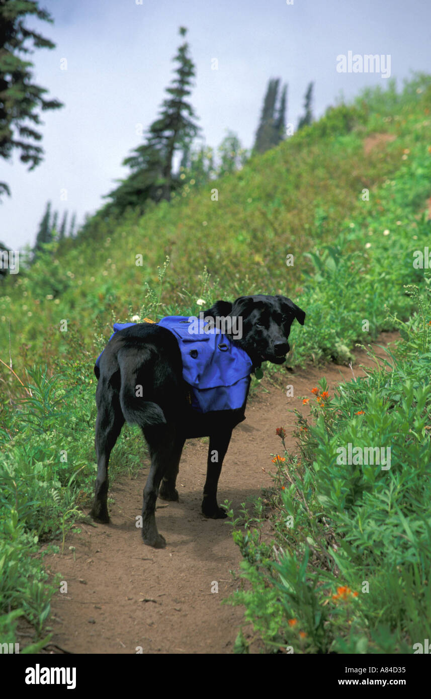 Hund mit Rucksack unterwegs Washington Stockfoto