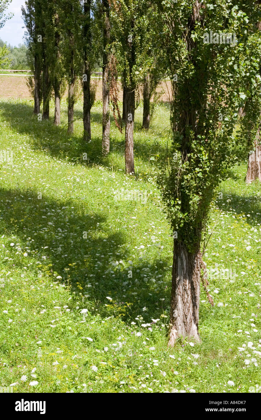 Reihen von Lombardei Pappeln in Sisak, Kroatien Stockfoto