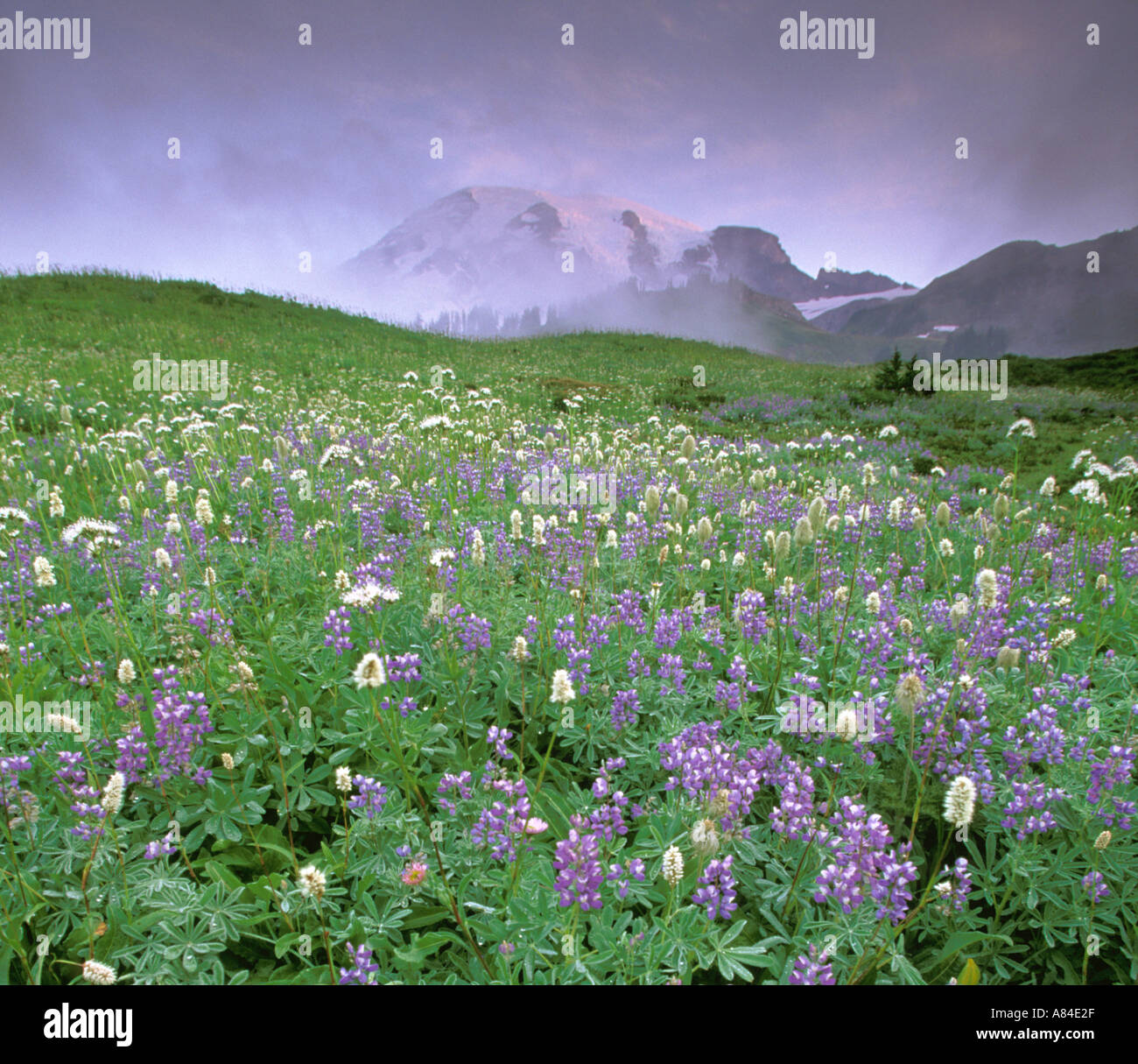 Sonnenaufgang über dem Wildblumenwiese und Mount Rainier Edith Creek Basin Paradies Mt Rainier Nationalpark Washington Stockfoto