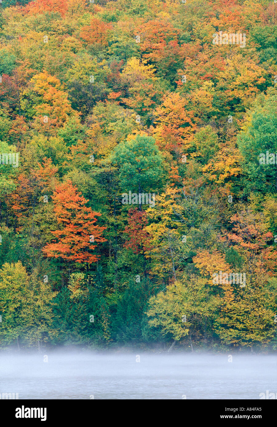 Herbstlaub und See Eligo Vermont Stockfoto