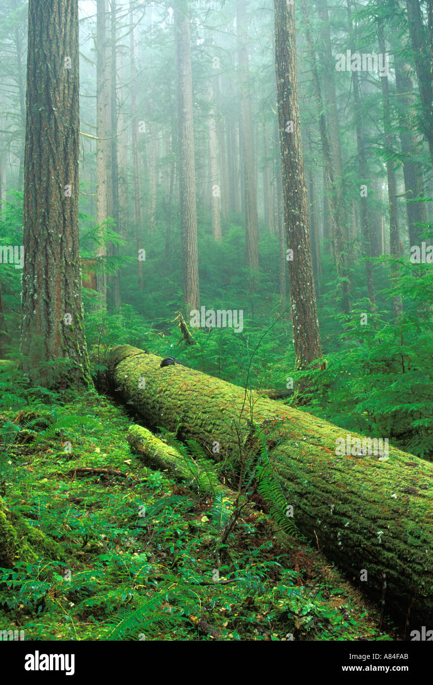 Moos bedeckt umgestürzten Baumstamm im Wald Downey Creek Trail Cascade Mountains Washington Stockfoto