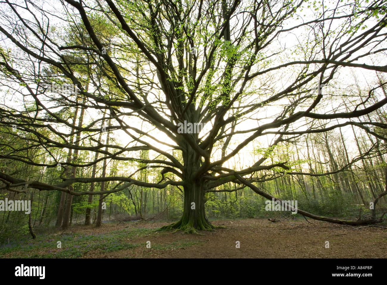 Buche Baum Fagus Sylvatica Surrey UK Stockfoto