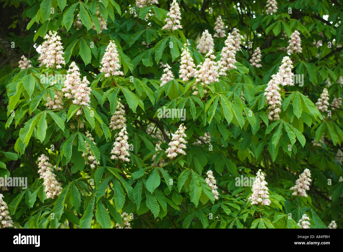 Blumen Aesculus Hippocastanum Rosskastanie Stockfoto