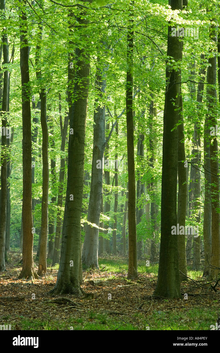Buchenholz Fagus sylvatica Stockfoto