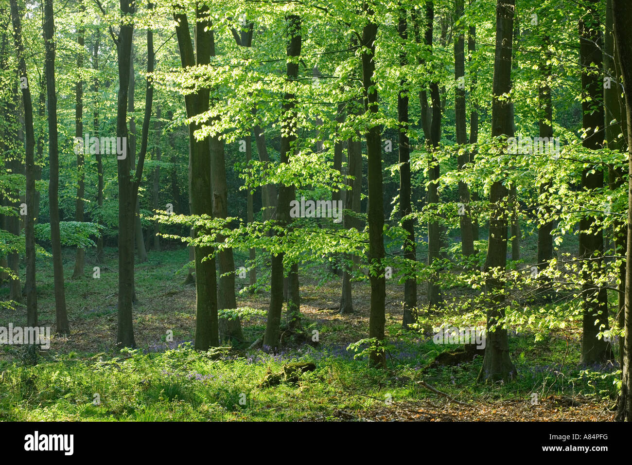 Buchenholz, Fagus sylvatica Stockfoto