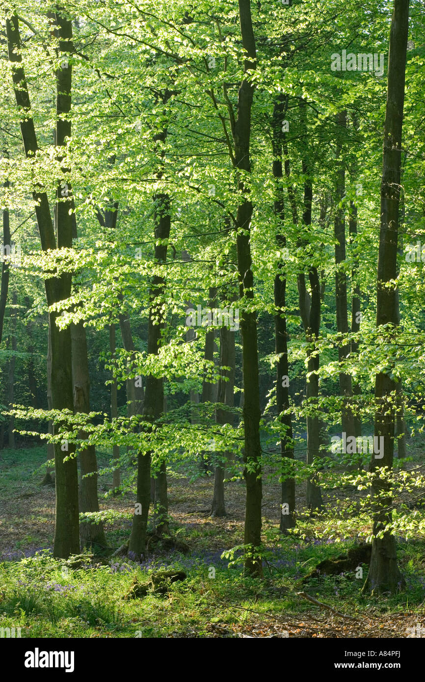 Buchenholz, Fagus sylvatica Stockfoto