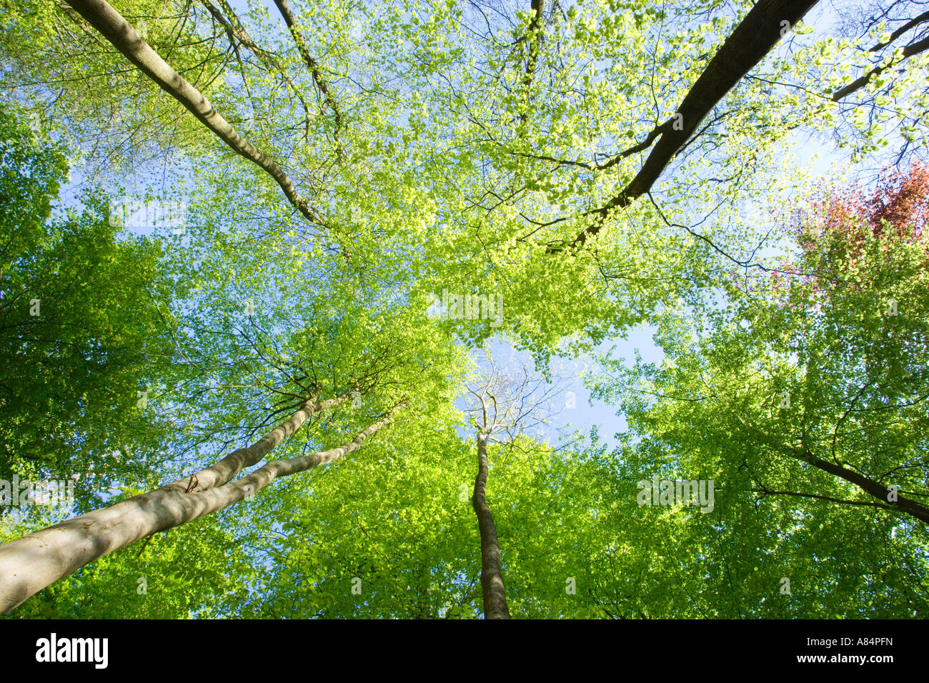 Buche Bäume Fagus Sylvatica. Surrey UK Stockfoto