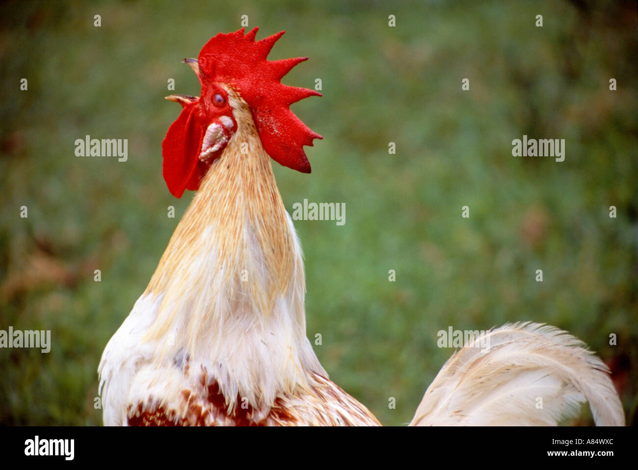 Die Landwirtschaft. Geflügel. Hühner. Hahn kräht. Stockfoto